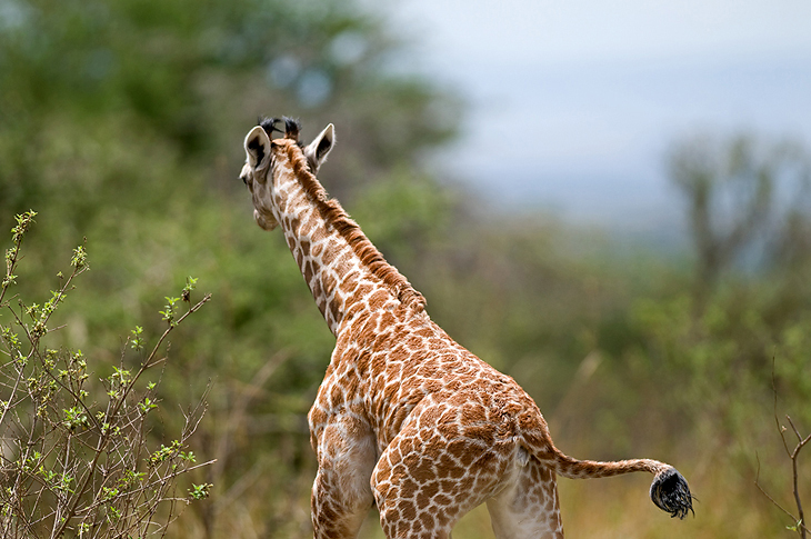 Giraffa camelopardalis, Tanzania