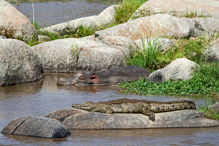 Hippopotamus amphibius - Crocodylus niloticus, Tanzania